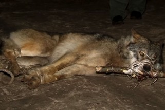 Пойманный волк